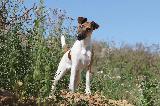 FOX TERRIER poil lisse - smooth
